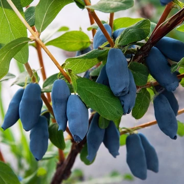 Lonicera caerulea var. kamtschatica (syn.: Lonicera kamtschatica) 'Aurora' – Kamcsatkai mézbogyó