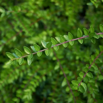 Lonicera nitida 'Elegant' – Talajtakaró lonc