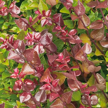 Lonicera nitida 'Red Tips' – Vörösen hajtó mirtuszlonc