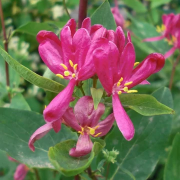 Lonicera tatarica 'Arnold Red' – Tatár lonc