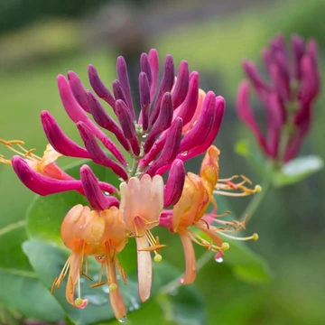 Lonicera x heckrottii 'American Beauty' – Futólonc