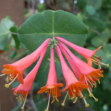 Lonicera x brownii &#039;Dropmore Scarlet&#039; - Skarlát trombitalonc