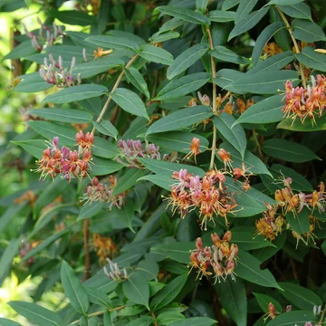 Lonicera henryi - Örökzöld futólonc