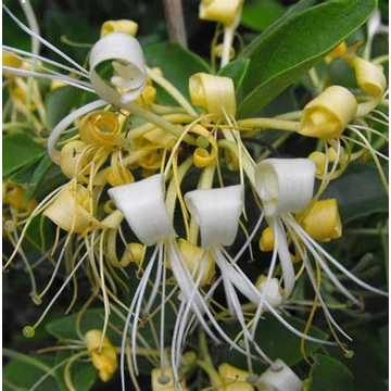 Lonicera japonica 'Halliana' - Japán futólonc