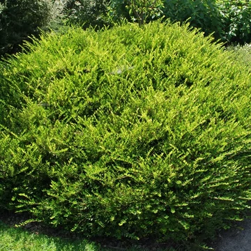 Lonicera pileata - Törpelonc