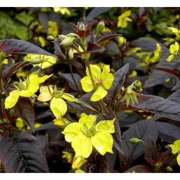 Lysimachia ciliata 'Firecracker' - Lizinka