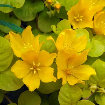 Lysimachia nummularia 'Aurea' - Pénzlevelű lizinka