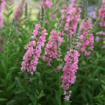 Lythrum salicaria 'Blush' – Réti füzény