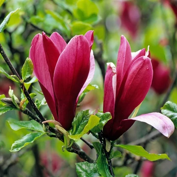 Magnolia liliflora 'Nigra' – Liliomfa