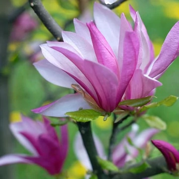Magnolia 'Rickii' - Liliomfa