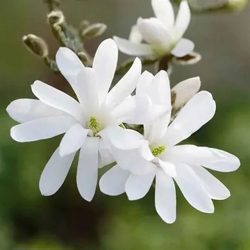 Magnolia stellata - Csillagvirágú liliomfa