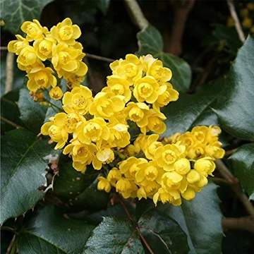 Mahonia aquifolium - Közönséges mahónia