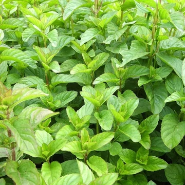 Mandarin menta