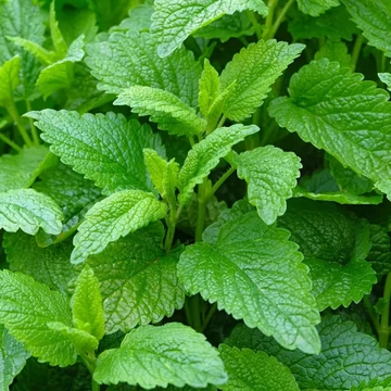 Melissa officinalis - Citromfű