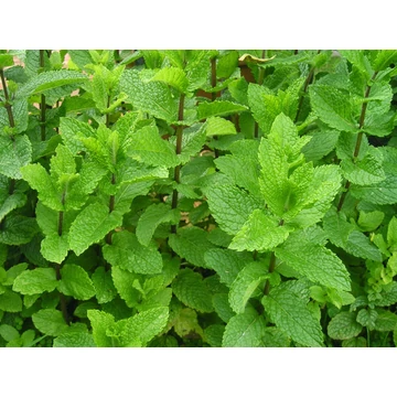 Mentha spicata - Fodormenta