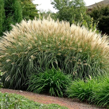 Miscanthus sinensis 'Silberfeder' – Molnárpántlika