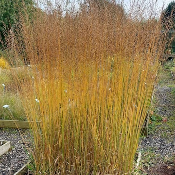 Molinia arundinacea 'Witches Broom' – Magas kékperje