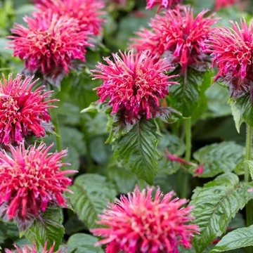 Monarda 'Mahogany' – Méhbalzsam
