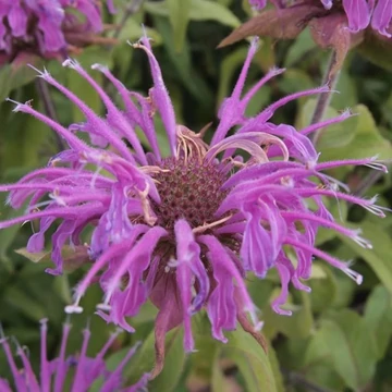Monarda 'Violet Queen' – Méhbalzsam