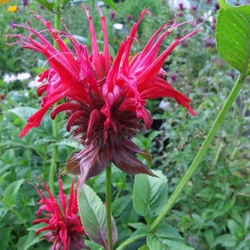Monarda didyma 'Jacob Cline' - Méhbalzsam