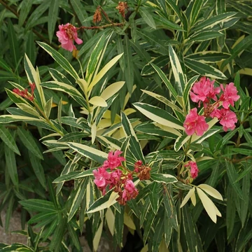 Nerium oleander 'Variegata' – Leander (tarka levelű, rózsaszín virágú)