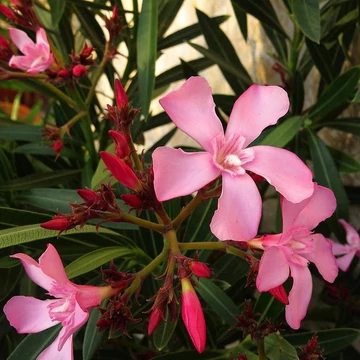 Nerium oleander &#039;Atlas Nain de Tidili&#039; - Télálló leander