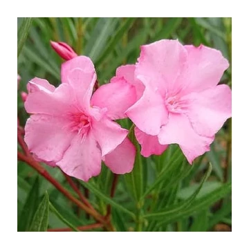 Nerium oleander &#039;Cavalaire&#039; - Télálló leander