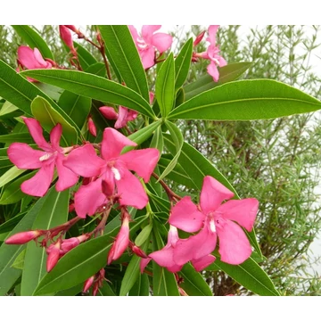 Nerium oleander &#039;Itália&#039; - Télálló leander