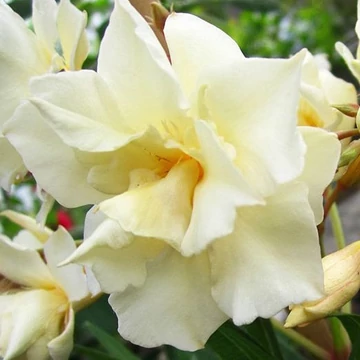 Nerium oleander 'Luteum Plenum' - Leander