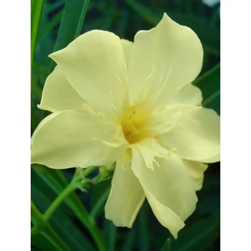 Nerium oleander 'Oasis' - Leander