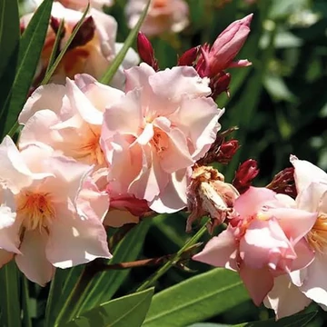 Nerium oleander 'Provence' - Télálló leander