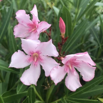 Nerium oleander &#039;Villa Romanie&#039; - Télálló leander