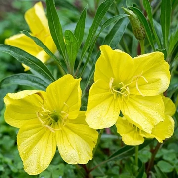 Oenothera macrocarpa (missouriensis) – Missouri ligetszépe