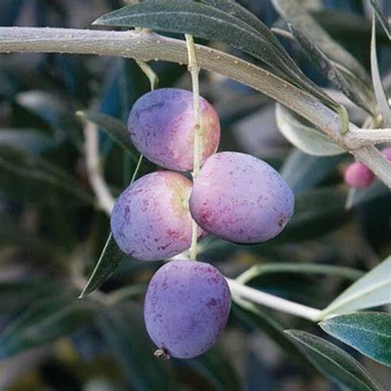 Olea europaea 'Arbequina' - Olajfa
