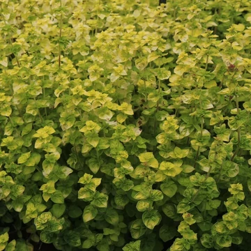 Origanum vulgare 'Gold Tip' – Oregánó