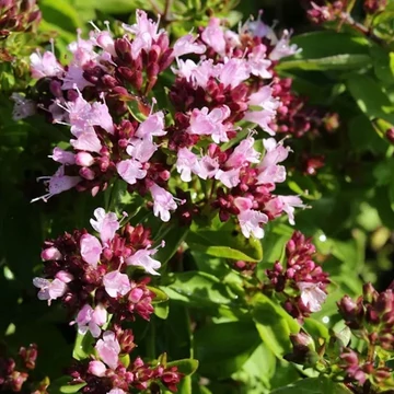 Origanum vulgare 'Hot and Spicy' – Oregánó, szurokfű
