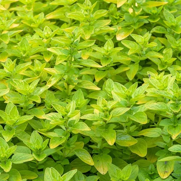 Origanum vulgare 'Thumble's Variety' – Arany oregánó
