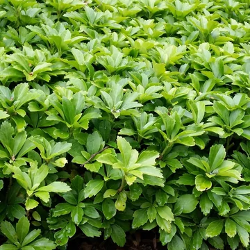 Pachysandra terminalis - Japán kövérke