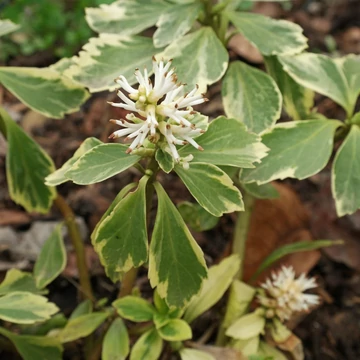 Pachysandra terminalis 'Variegata' - Japán kövérke