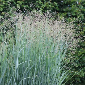 Panicum virgatum 'Prairie Sky' – Vesszős köles