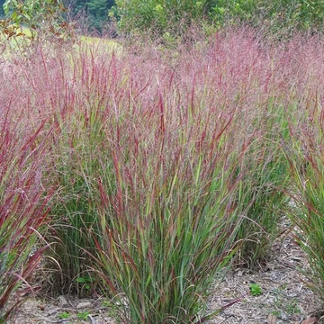 Panicum virgatum 'Shenandoah' – Vesszős köles