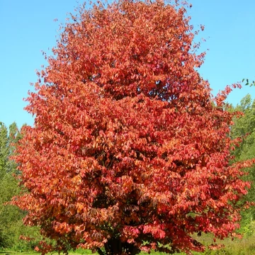 Parrotia persica - Perzsa varázsfa