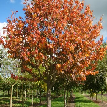Parrotia persica 'Vanessa' - Perzsa varázsfa