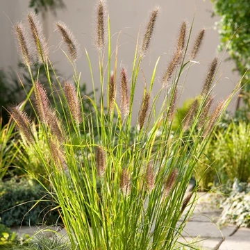 Pennisetum alopecuroides 'Gelbstiel' – Tollborzfű