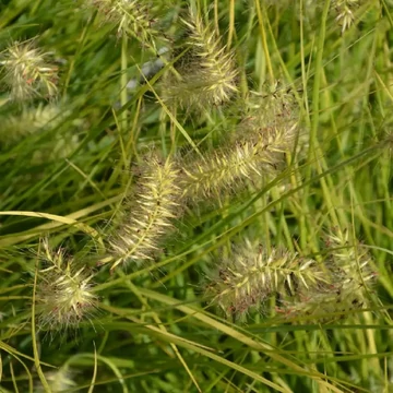 Pennisetum 'JS Jommenik' – Tollborzfű
