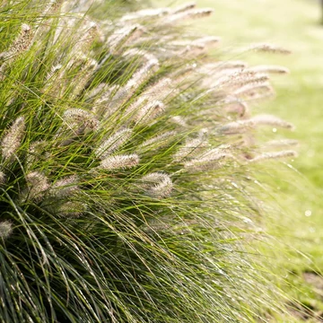Pennisetum orientale 'Fairy Tails' – Tollborzfű