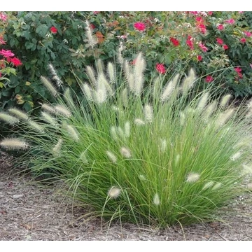 Pennisetum alopecuroides 'Little Bunny' - Tollborzfű