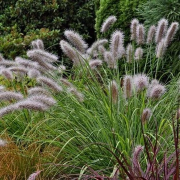 Pennisetum alopecuroides 'Moudry' - Tollborzfű
