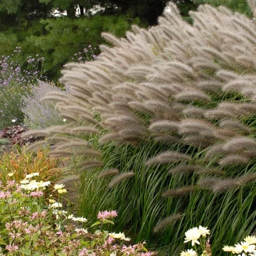 Pennisetum alopecuroides 'Red Head' - Tollborzfű