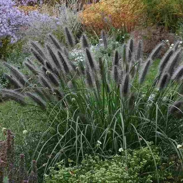 Pennisetum alopecuroides var. viridescens' - Tollborzfű